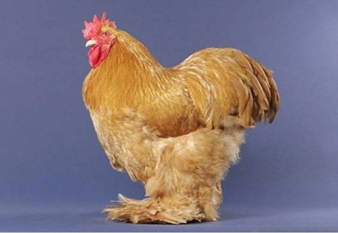 Большая курица