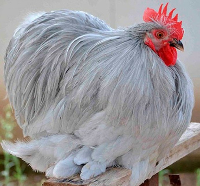 Падуан золотисто-пятнистый