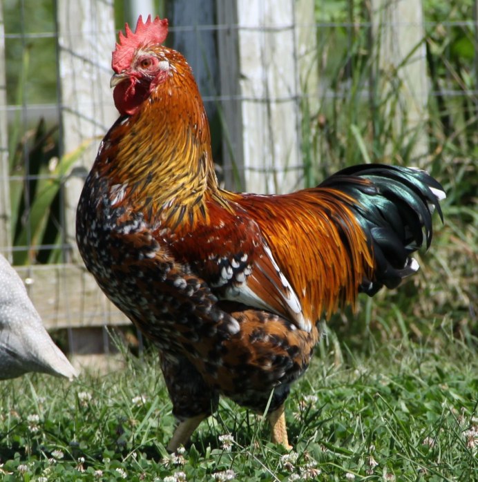 Куры Брекель