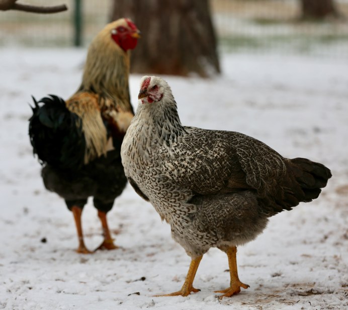 Виандот куропатчатый