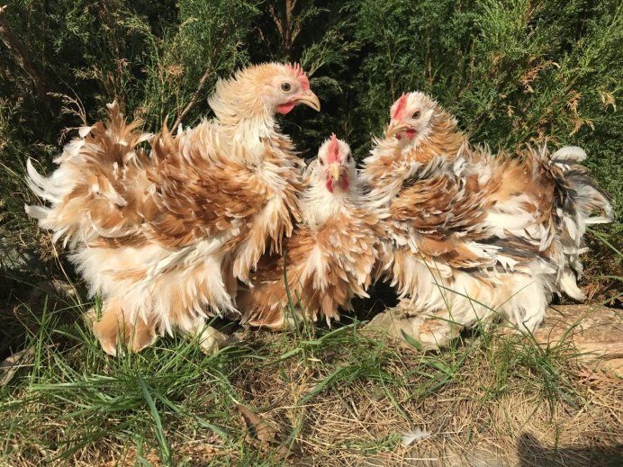 Бентам Сибрайт Виандот