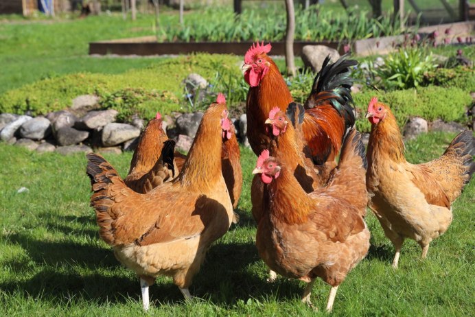 Породы домашних кур