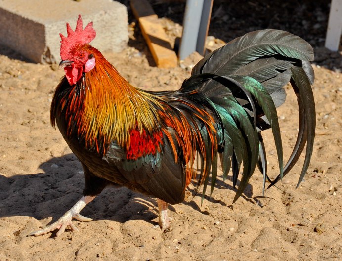 Сильвер Патридж Виандот Партридж