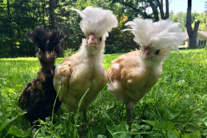 Кохинхин куропатчатый