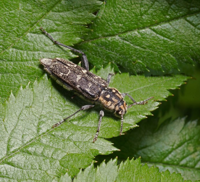 Осиновый усач