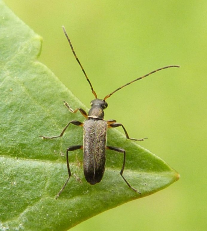 Acalolepta Жук усач