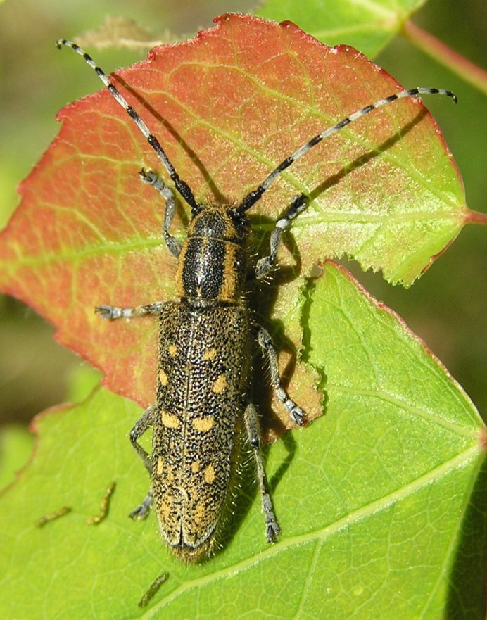 Жук СИНЕКРЫЛ