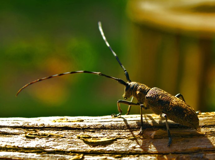 Скрипун сходный