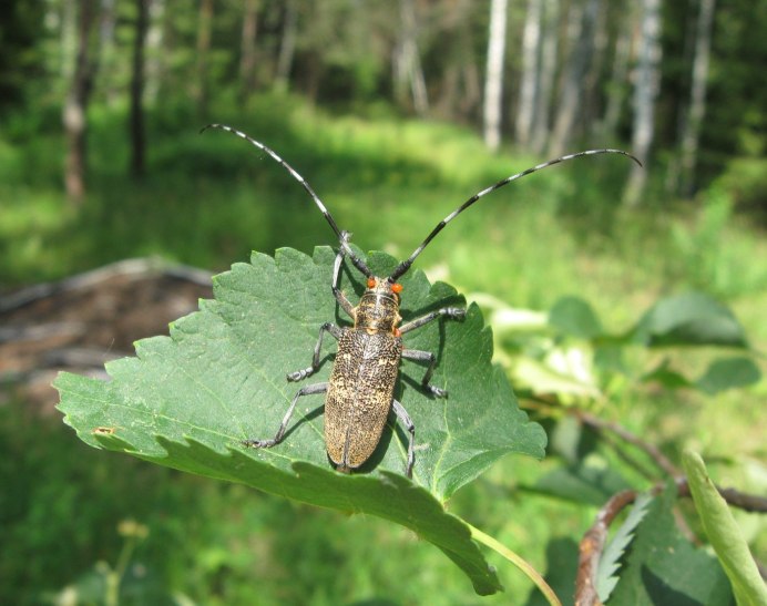 Жук скрипун