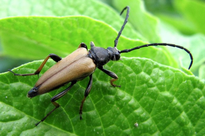 Xylotrechus Rusticus