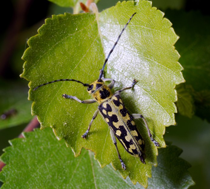 Большой Жук скрипун