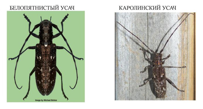 Личинка жука листоеда