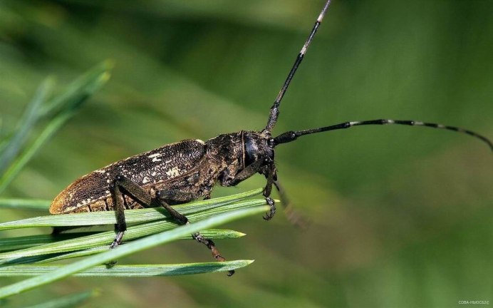 Насекомые лесопарков Москвы