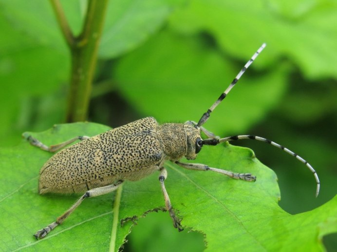 Усач скрипун