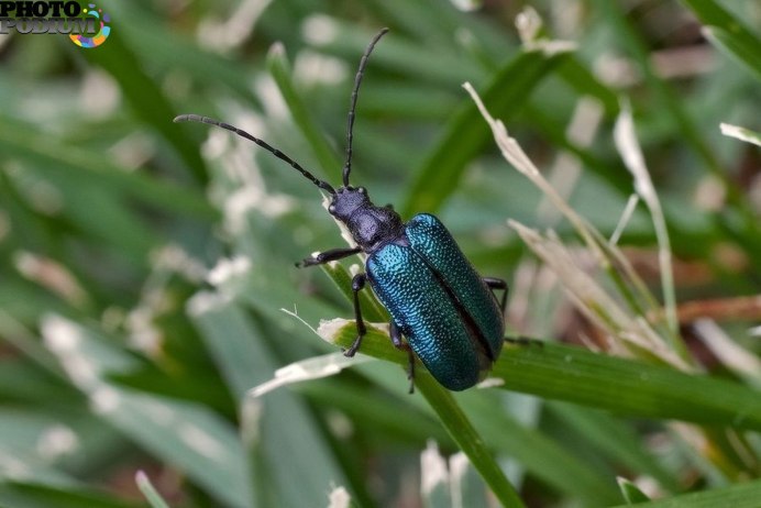 Жук Saperda scalaris