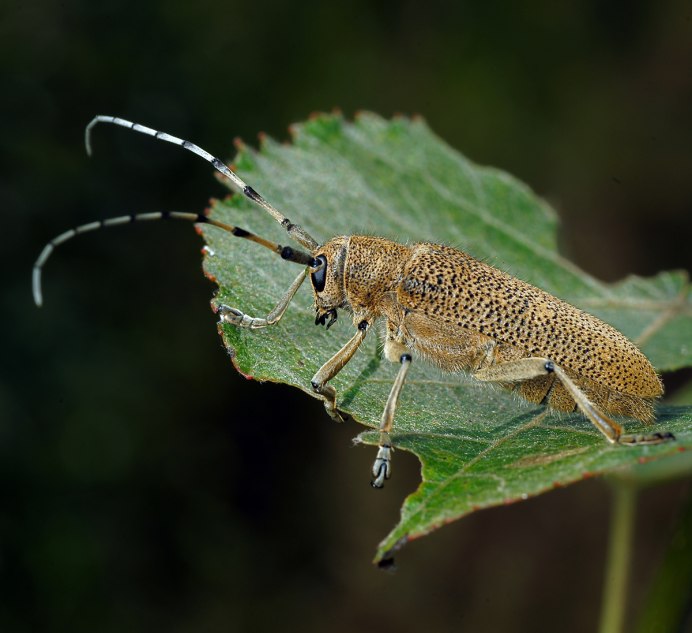 Жук скрипун осиновый