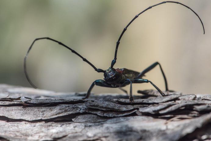 Жук Saperda scalaris