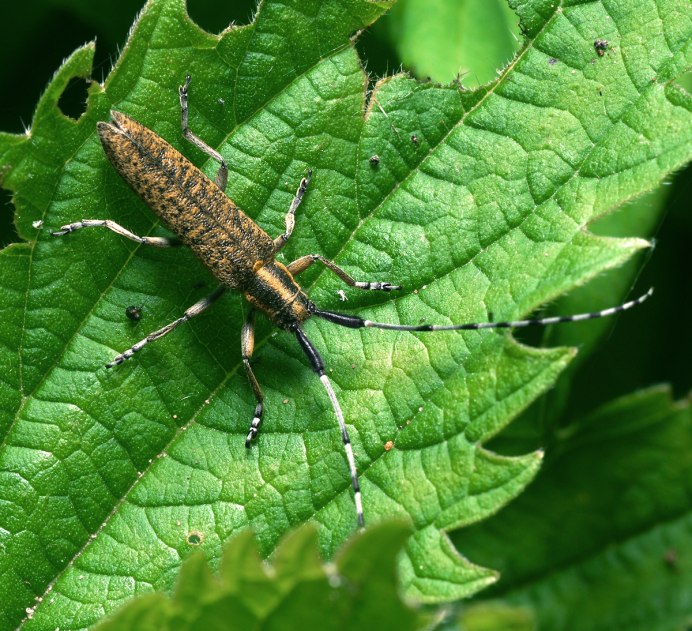 Хлебный усач