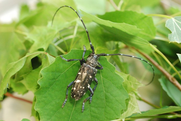 Xylotrechus Rusticus