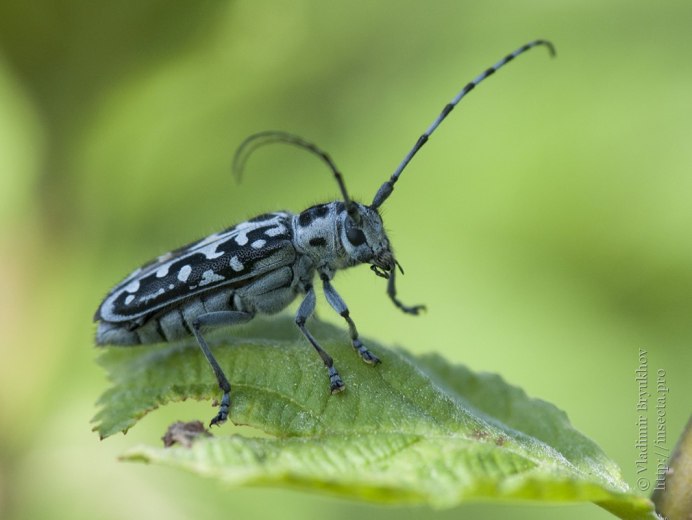 Альпийский усач (Rosalia Alpina)