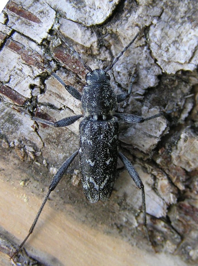 Пьявица красногрудая