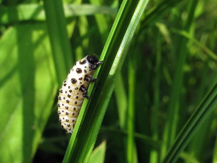 Жук Трескун