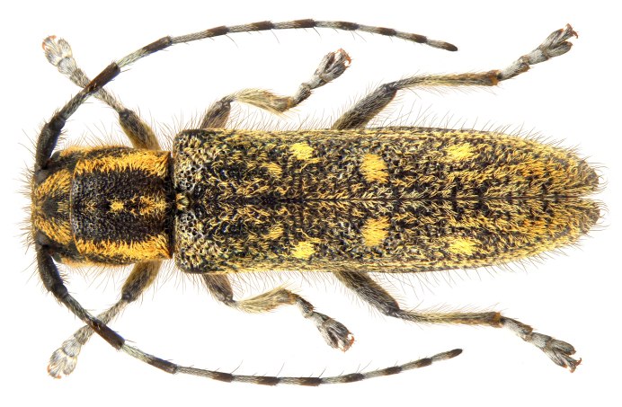 Осиновая Златка Poecilonota variolosa