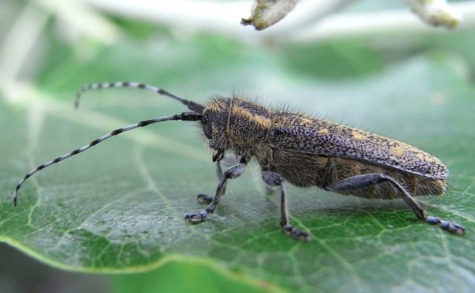 Жук малый скрипун