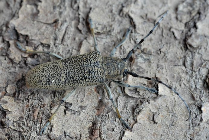 Жук короед усач