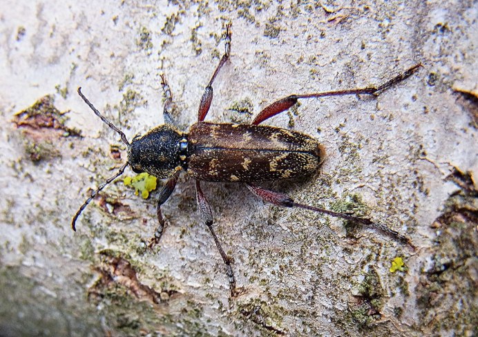 Усач мускусный на белом фоне