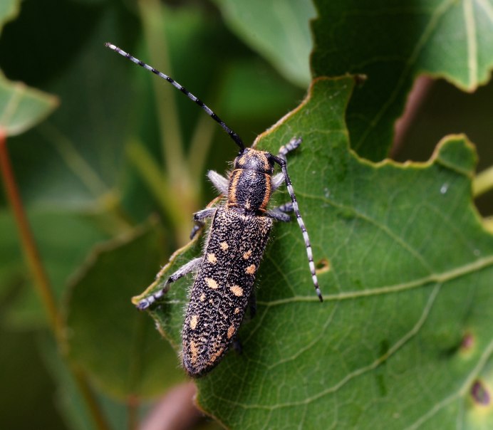 Малый осиновый скрипун