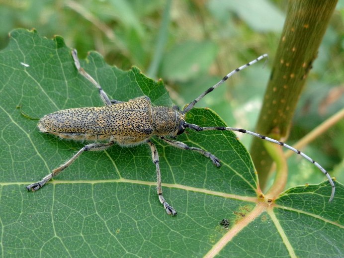 Жук усач полосатый