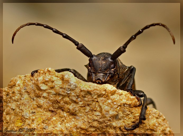 Жук скрипун