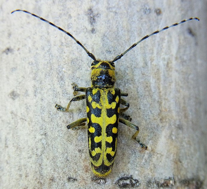 Жук усач строение