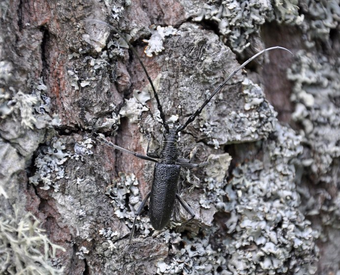 Жук усач дровосек
