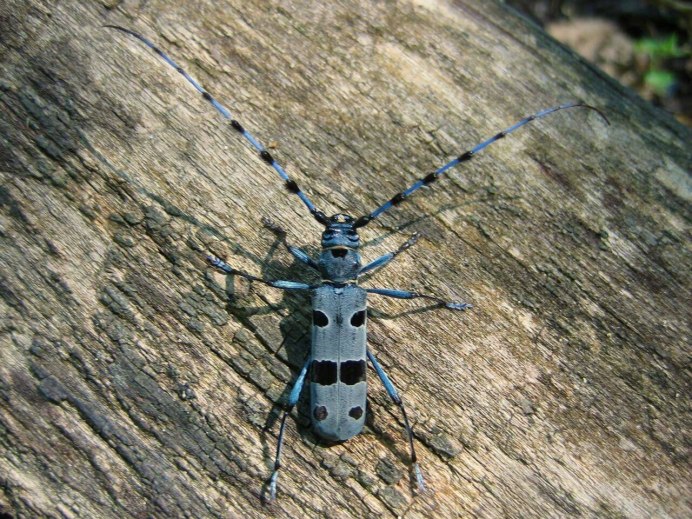 Tmesisternus floorjansenae