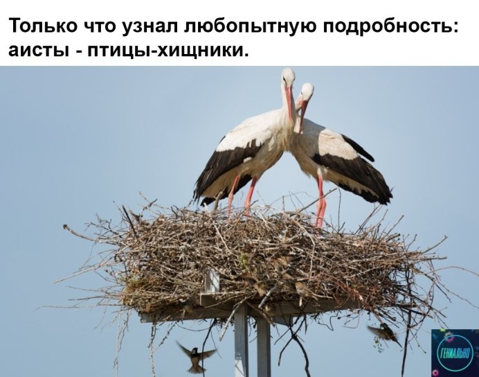 Аист сидит