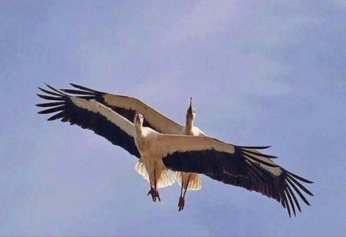 Аисты едят Зайцев