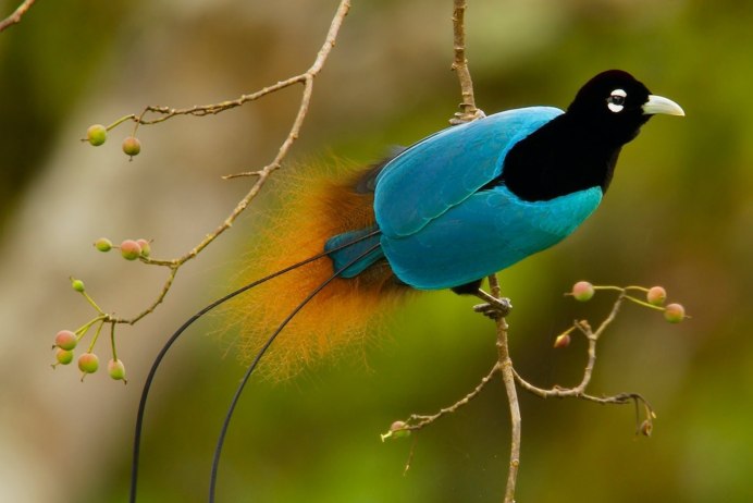 Paradisaea Rudolphi