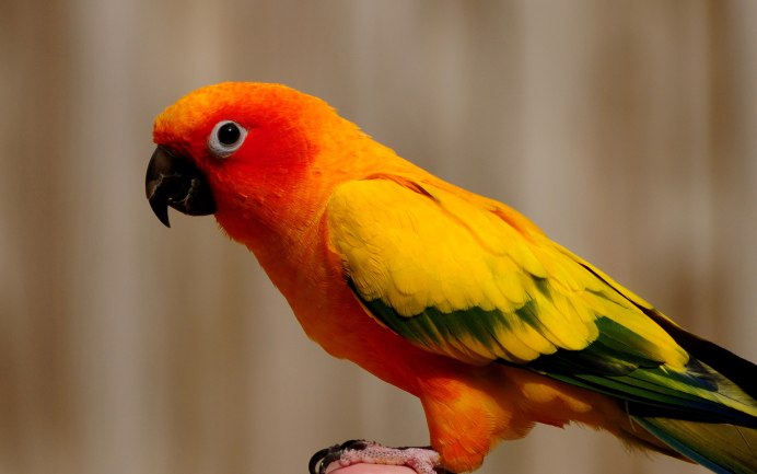 Sun Conure попугай