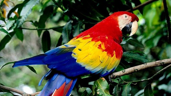 Птицы попугаи ара