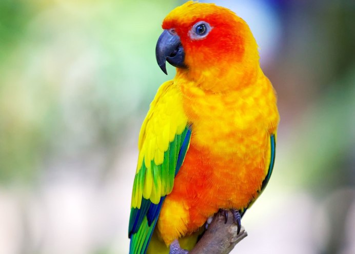 Разноцветный попугай