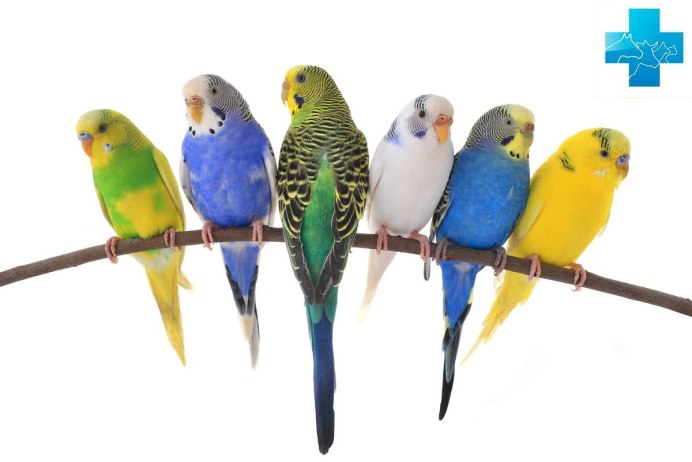 Волнистый попугайчик