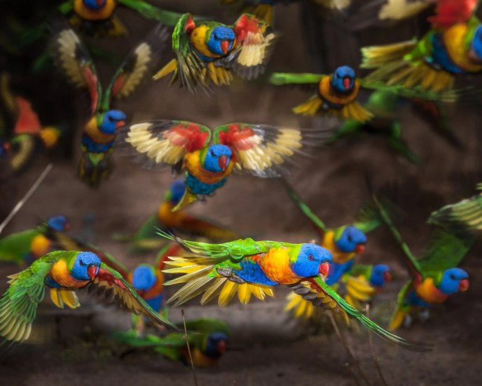 Много попугаев