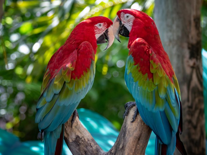 Пара попугаев ара