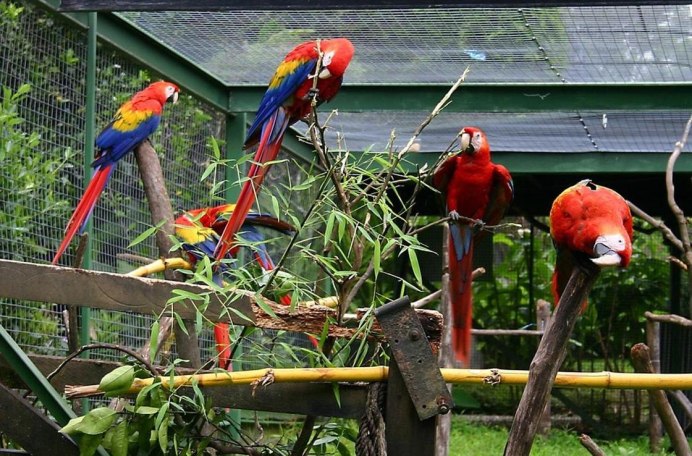Берлинский зоопарк Берлин попугаи