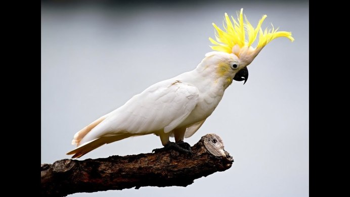 Желтохохлый Какаду