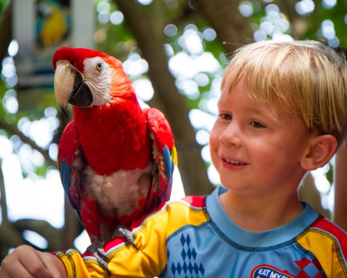 Мальчик с попугаем