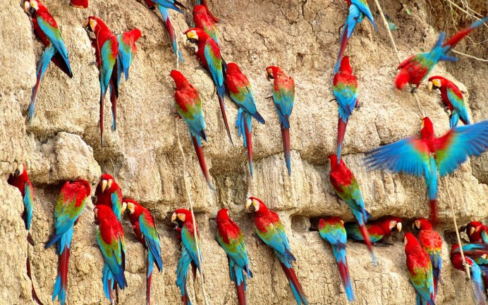 Ара Южная Америка