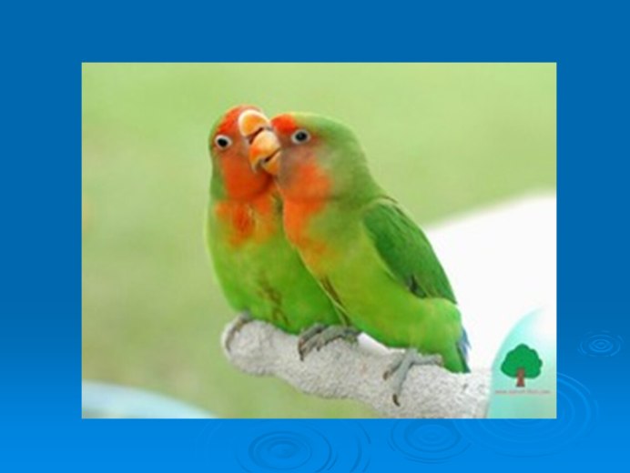 Домашние попугаи неразлучники